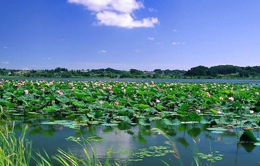 蝶恋花（和任路分荷花）