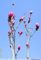 二月十七日马上