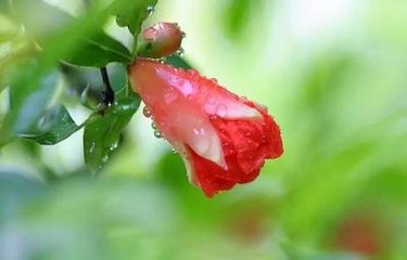 贺新郎（戊戌寿张守）