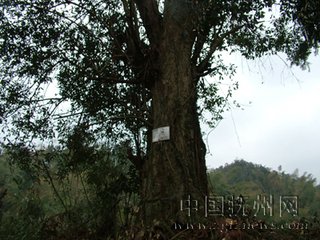 石楠树