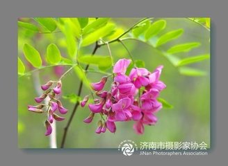 岐下寓居见槐花落因寄从事