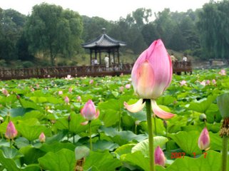 法曲（歌头）