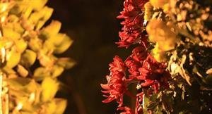 鹊桥仙（十月黄菊）