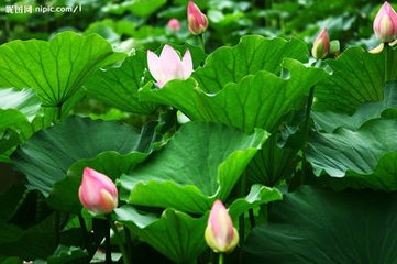 蝶恋花（次韵黄子羽重午）