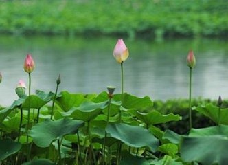 端午三殿侍宴应制探得鱼字