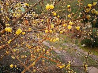 生查子（见梅花）