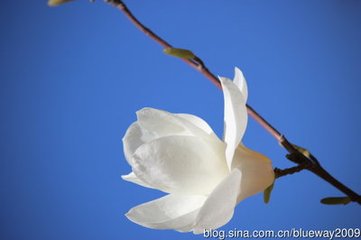 鹧鸪天·甲帐春风肯见分