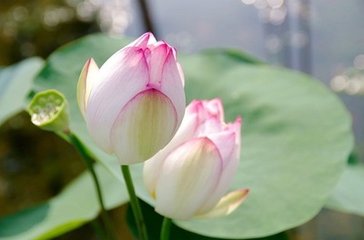凄凉犯·西风暗翦荷衣碎