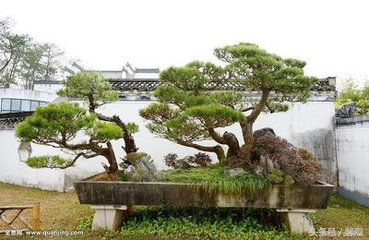 次韵知郡安抚元夕赏倅厅红梅