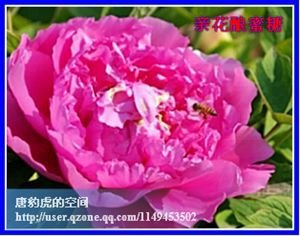 蜂蚁