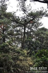 游东山和程大卿师孟