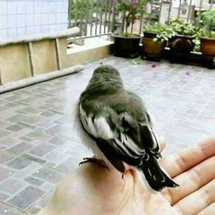 阌乡寓居十首。闻提壶鸟
