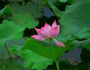 二色莲（咏题）