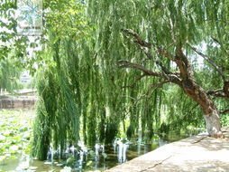 杨柳枝·深院今宵枕簟凉