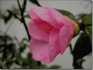 瑞鹤仙·环滁皆山也