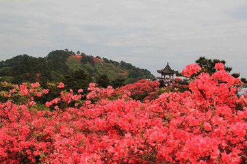 水调歌头（闻子规）