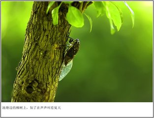 听蝉