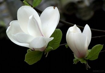 水龙吟·翠裳微护冰肌