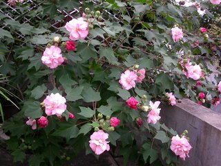 梦芙蓉（赵昌芙容图，梅津所藏）
