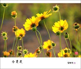 金钱菊