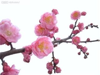 梅方开一花
