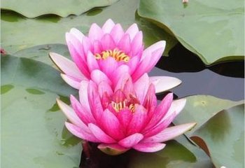 烛影摇红（黄钟商毛荷塘生日，留京不归，赋以寄意）