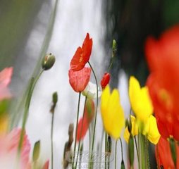虞美人·天香国色辞脂粉