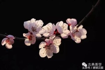 听歌回马上赠崔法曹