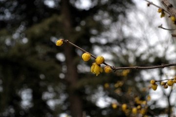 酬诸同官见和三首