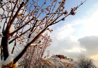 四槛花