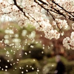 如梦令·何处一声鸣橹