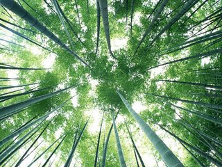 沁园春（寿竹林亭长）
