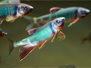 摸鱼儿（水东桃花下赋）