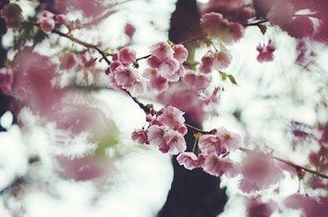 鹧鸪天·正月十一日观灯