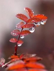 减字木兰花·乍晴秋好