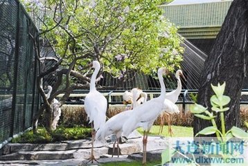 园鹤