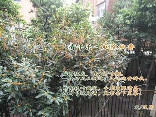 清平乐·秋香谁买