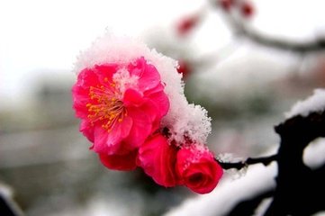 阮郎归·雪飞灯背雁声低