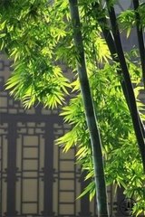 蓦山溪·西真姊妹