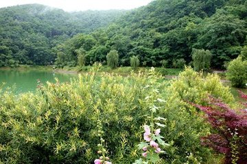 雨中花（次阎侍郎韵）