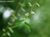 次韵晚春