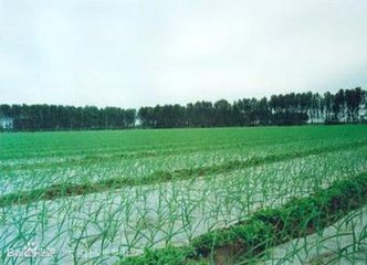 赠张五諲归濠州别业