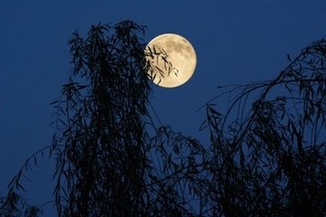 生查子（春日闺情）