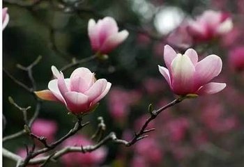 木兰花慢·记北人骑屋