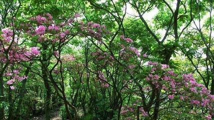 秋日山行简梁大官