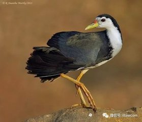 姑恶