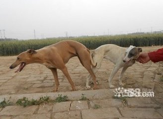 文公书厨·於穆元圣