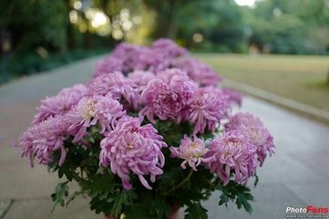 见菊