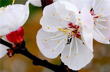 赠陈判官求子花诗（魏府出此物）
