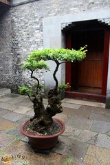 扬州慢·十里春风